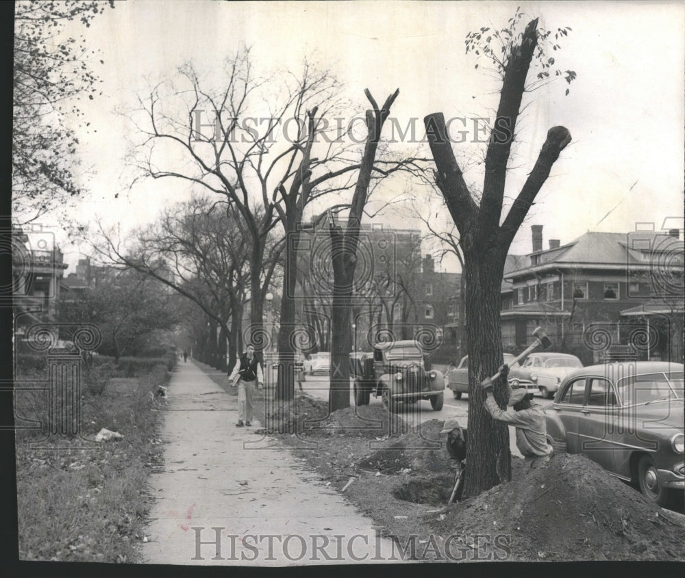 1954 City employees work on doomed tree - Historic Images
