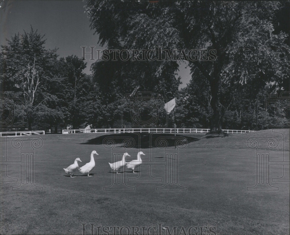 1953 Whitehall Country Club - Historic Images