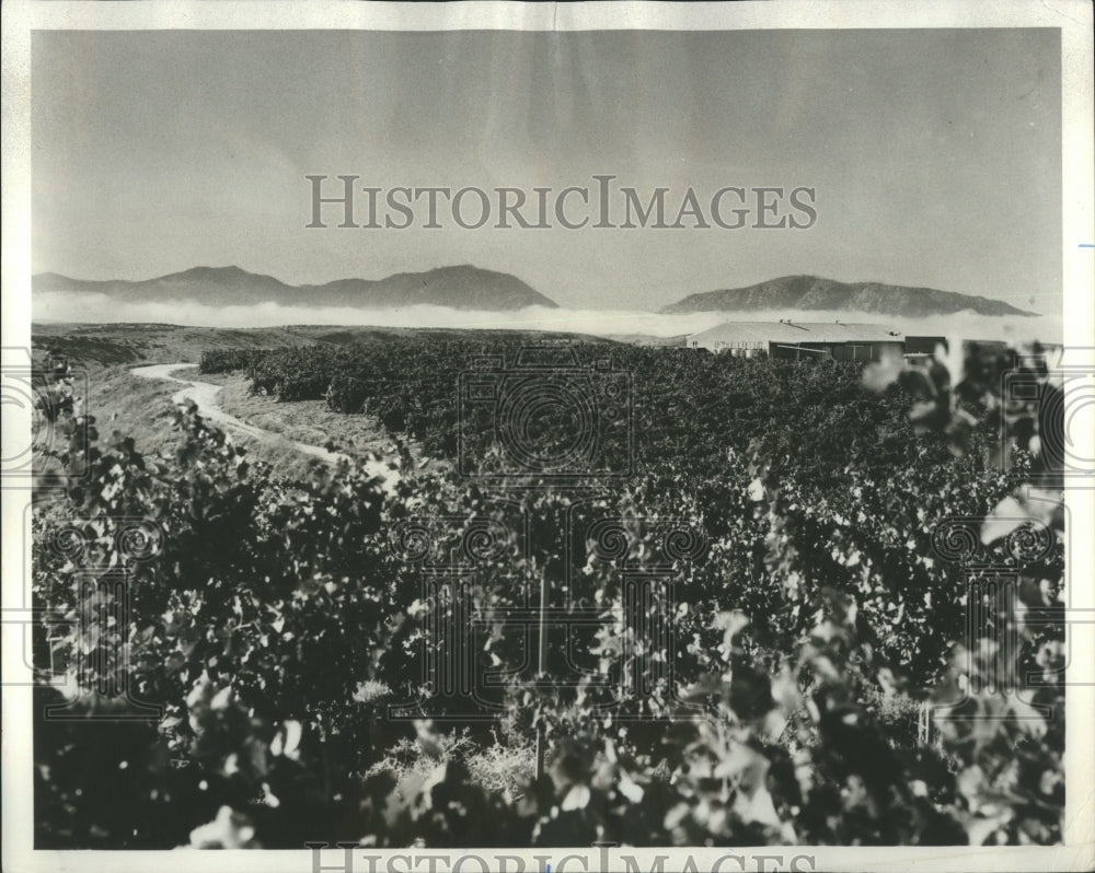 1977 Calloway Vineyards San Diego Grapes - Historic Images