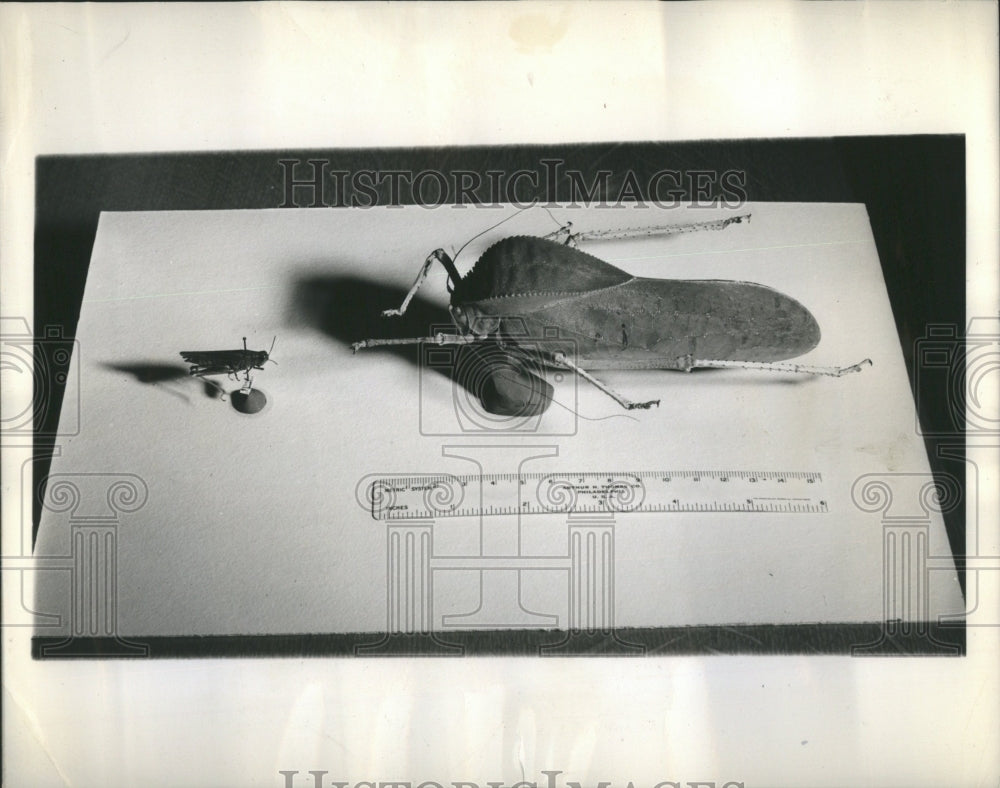 1944 Giant Long Horned Grasshopper - Historic Images