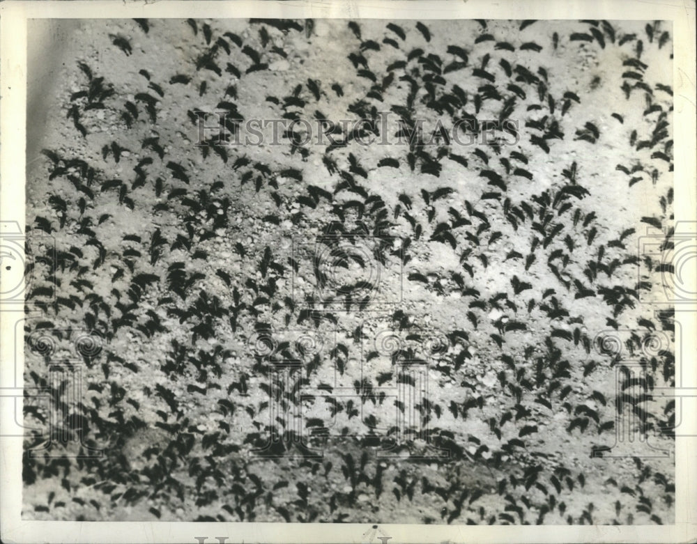  Grasshoppers Swarm Australia Destroying - Historic Images