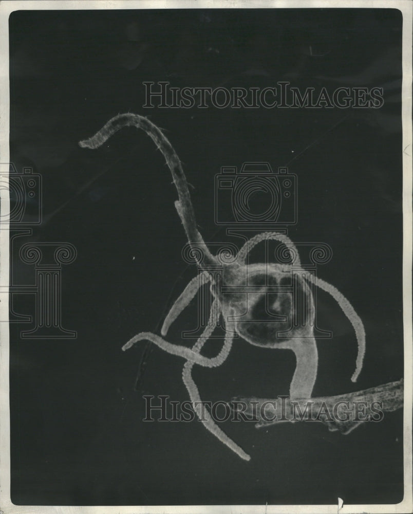 1947 Hydra Phylum Class Genus Simple  - Historic Images
