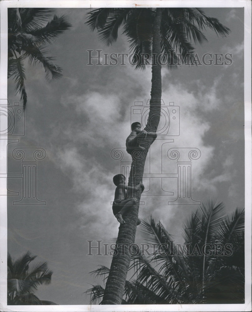 1947 Palm Trees - Hawaiian Climbers - Historic Images