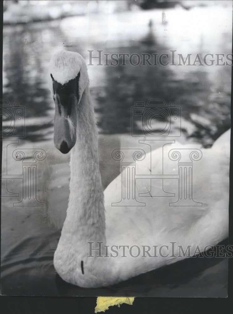 1951 Swans Rhudy Indiganation Idean Snap  - Historic Images