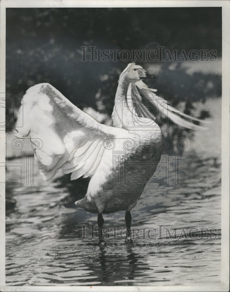 1934 The Whooper Swan - Historic Images