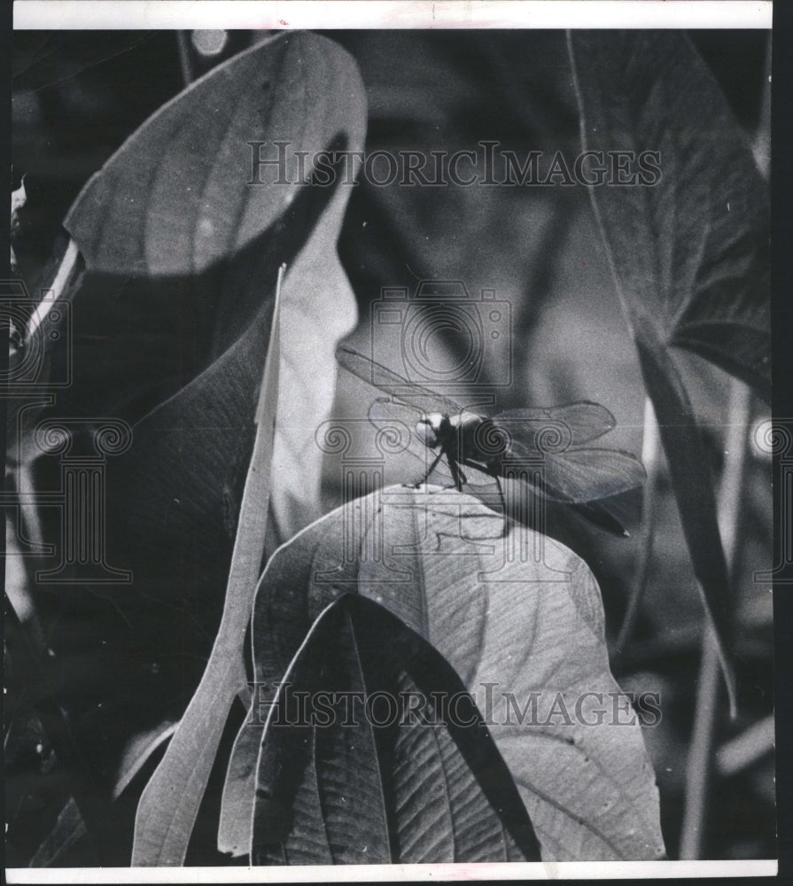 1972 Dragon Fly Sits On Plant Maple Lake - Historic Images