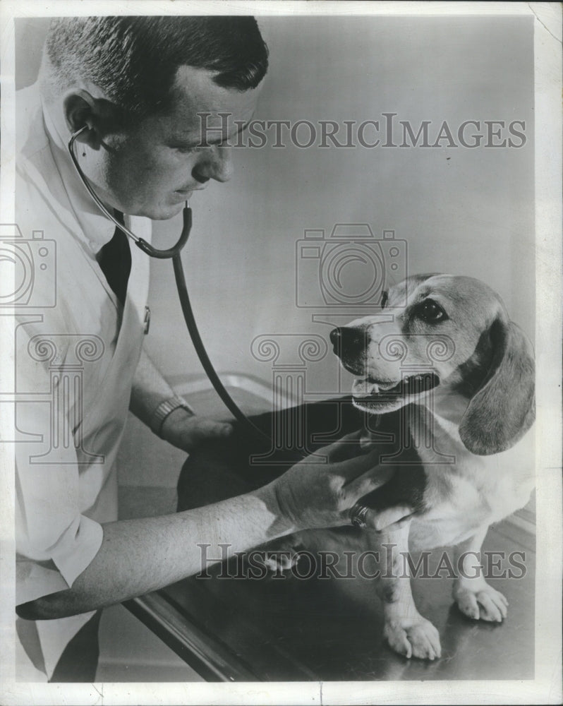 1970 Dog medical care - Historic Images