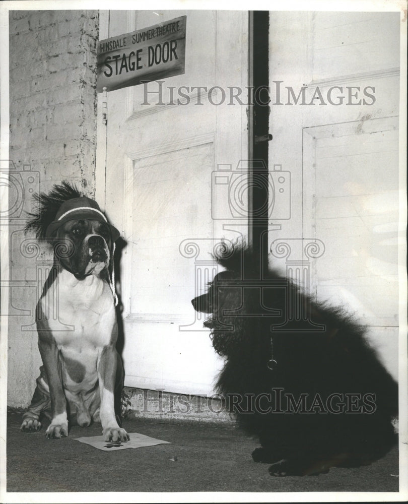 1959 Chester leads dog's life daytime - Historic Images