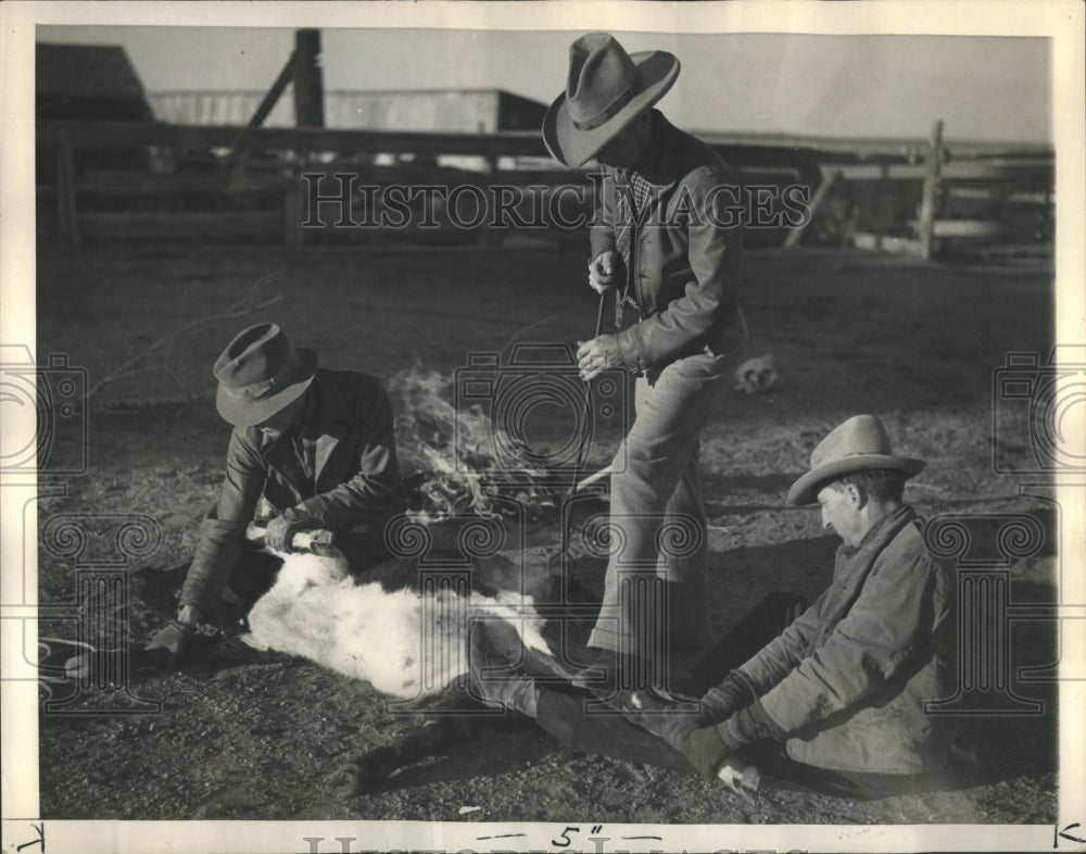 1937 Press Photo Cattle Seealer Restler Hundered Animal