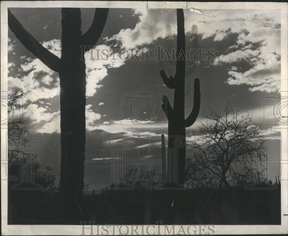 1978 Press Photo Arizona Sunset Sky Sagnaro Cacti Deser