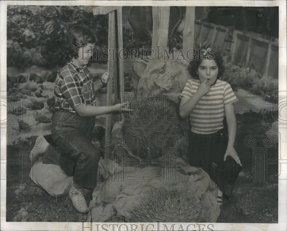 1951 Press Photo Cactus Cactaceae Dry Hot Environment