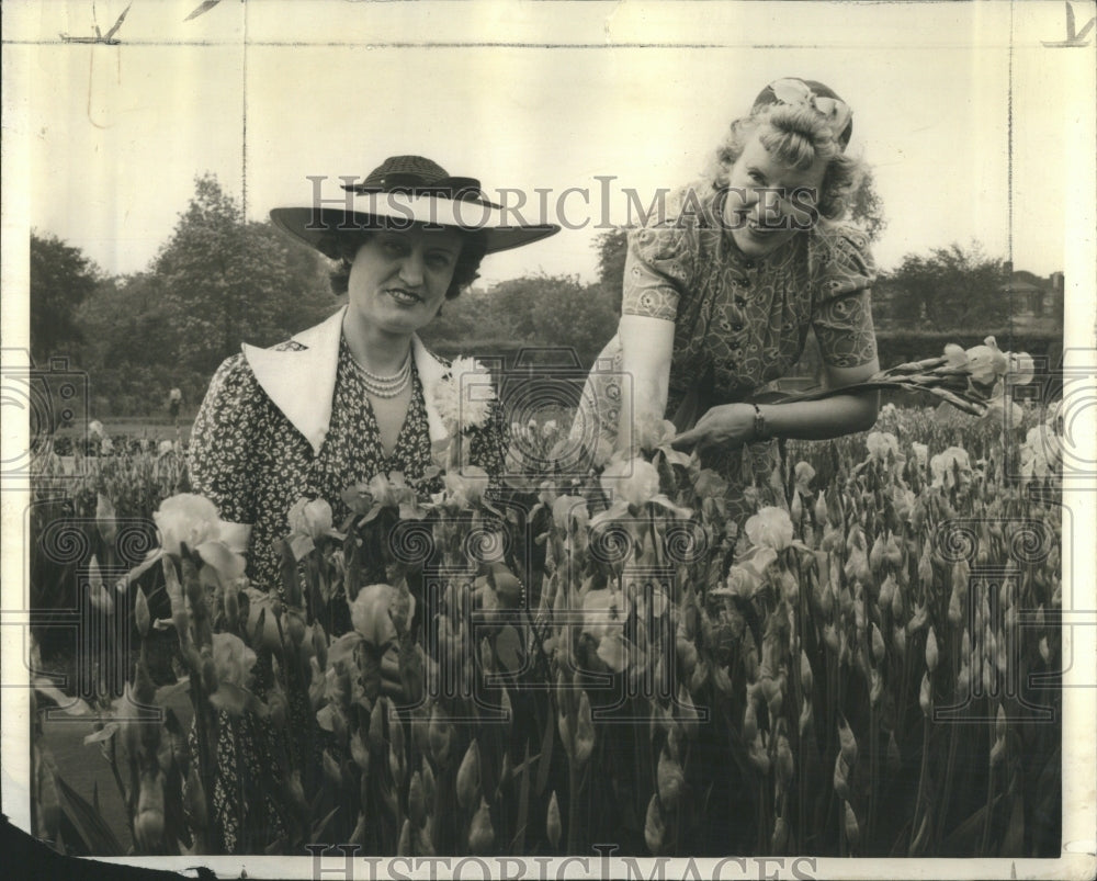 1941 Press Photo Mrs Franck C Lambert Iris Show Chicago