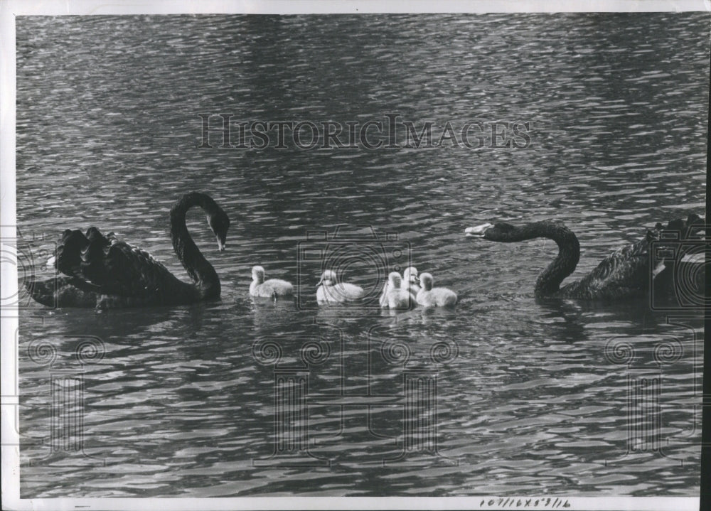 1959 Press Photo Michigan Memorial Perk Pair Black Swan