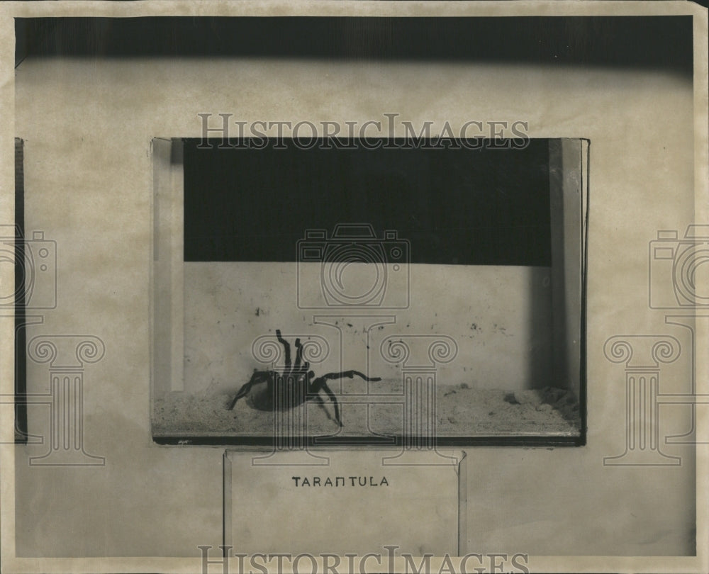 1948 Press Photo Tarantula Captivity