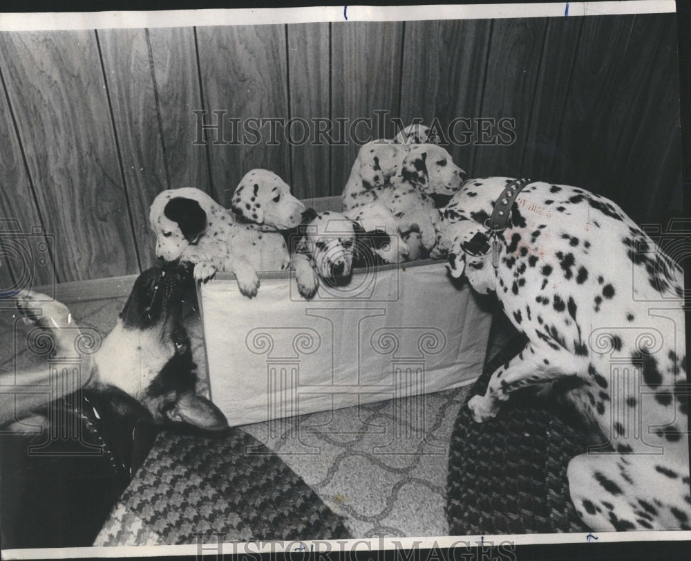 1974 Press Photo Datmatian Puppies Difficult