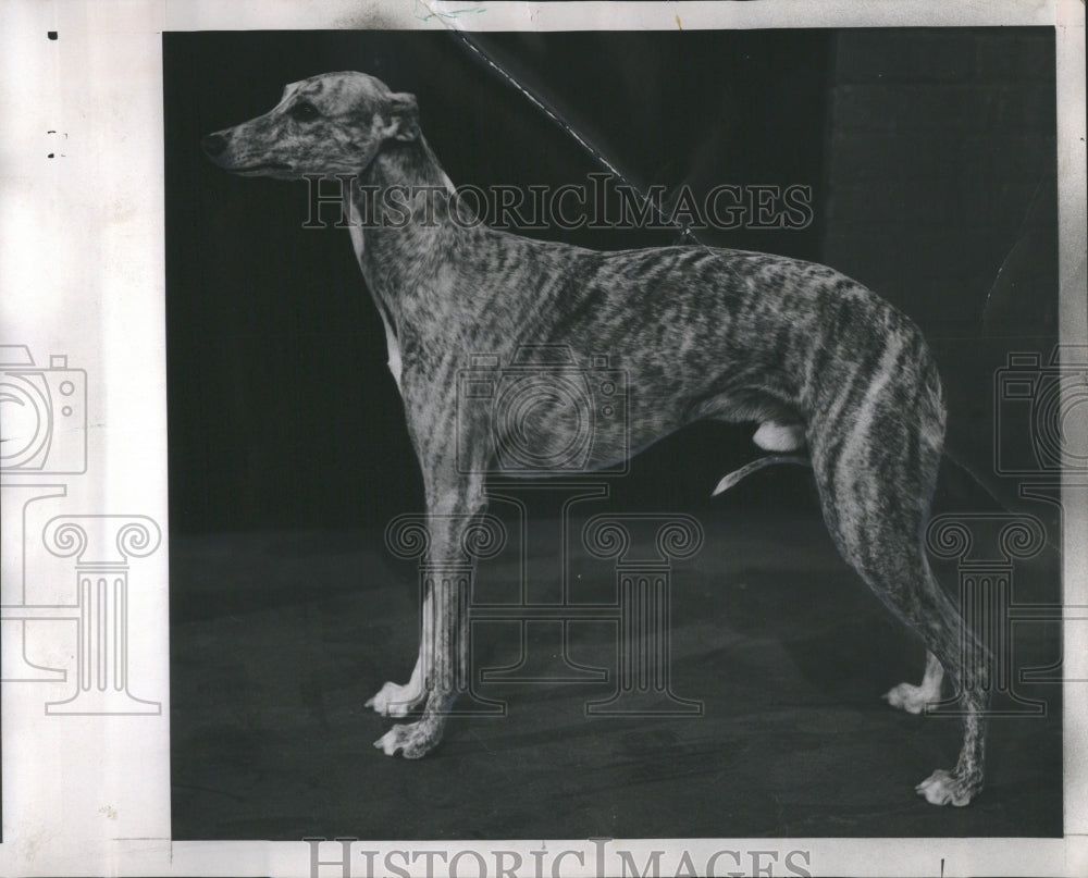 1970 Press Photo Champion Greyhound Dog International