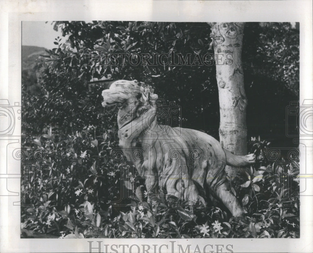 1959 Press Photo Driftwood Watchdog Los Angeles