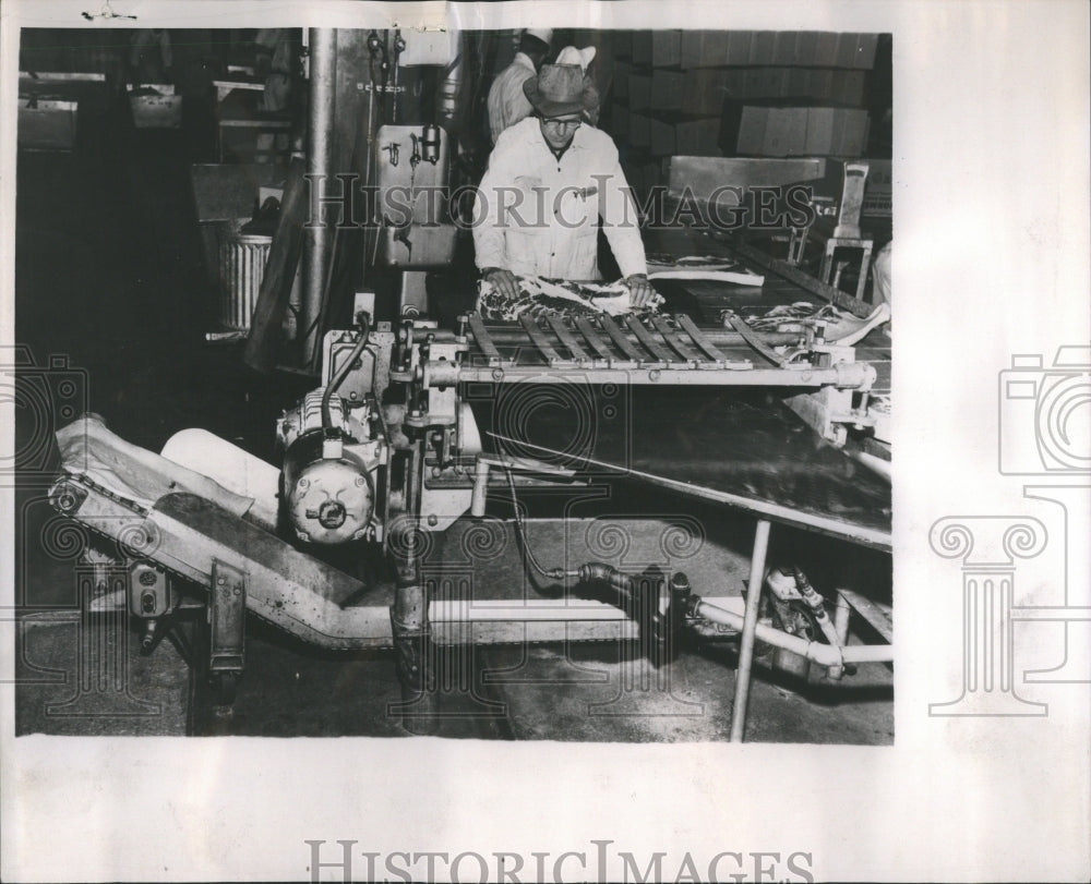 1953 Press Photo Hog Skinning Machine Welvernie Speed