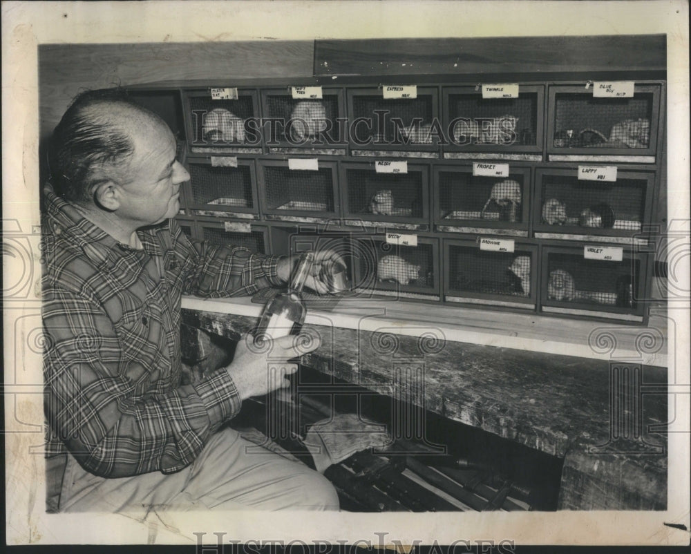 1947 Press Photo Albino Racing Rats