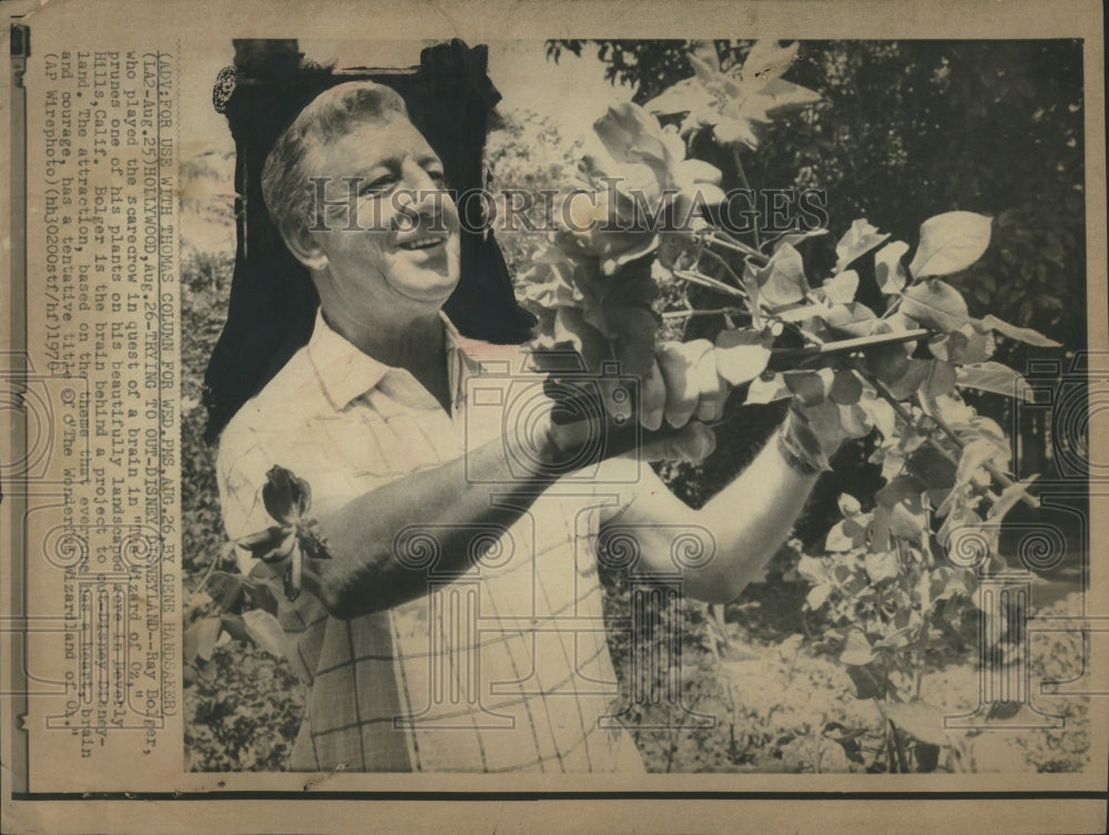 1970 Press Photo Ray Bolger Wizard Oz Prunes Plants