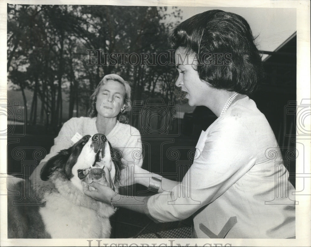 1963 Press Photo Abbey Resort Mascot St Bernard Abby