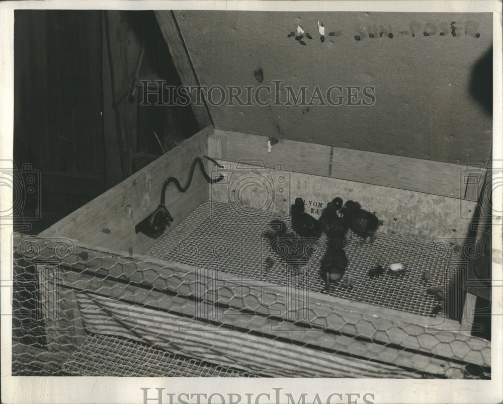 1942 Press Photo Power provides improved incubation