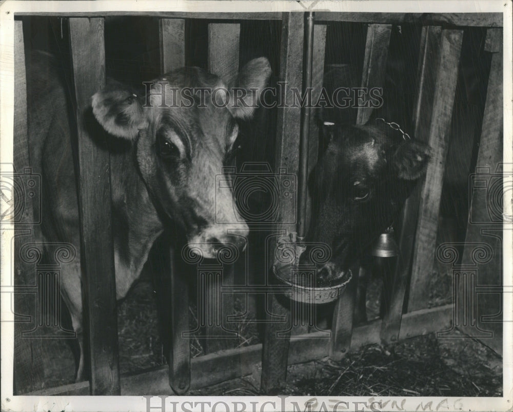 1941 Press Photo Bill Parkinson Cooling Cows Horses