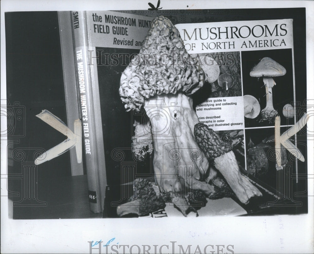 1976 Press Photo Fleshy Mushrooms Photosynthesis