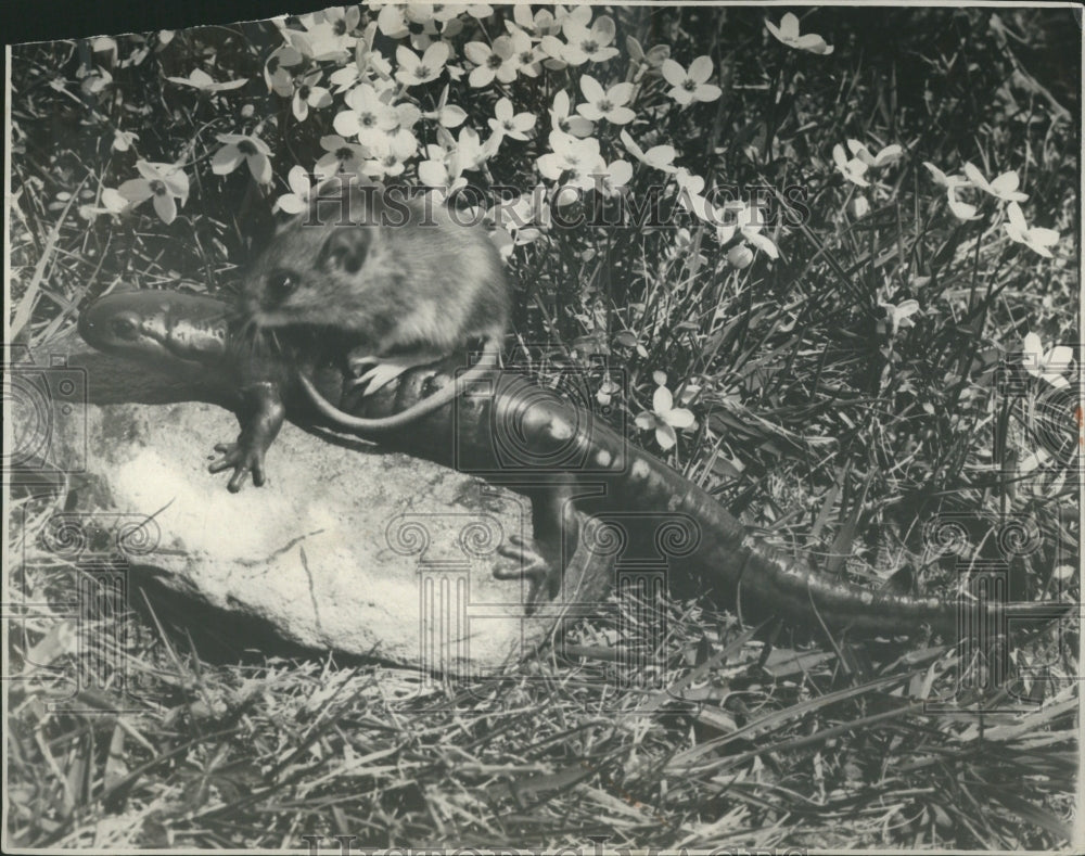 1930 Press Photo Salamander Mouse Caudata Urodela 500