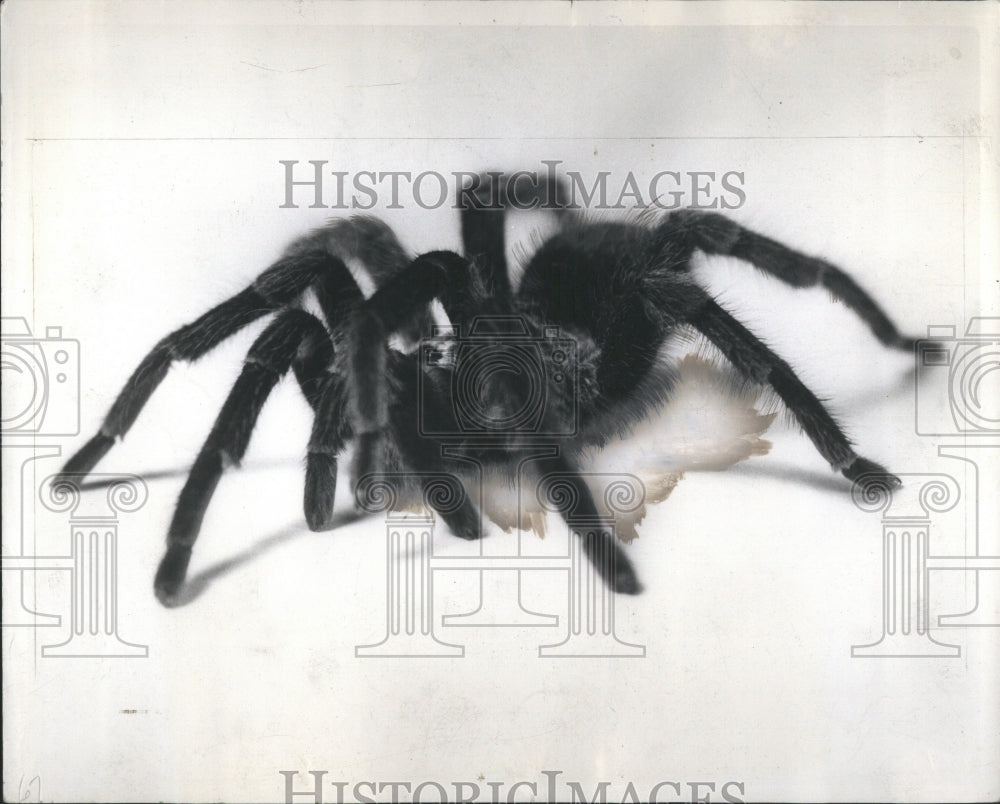 1937 Press Photo Spider Taraulula Picture Animals