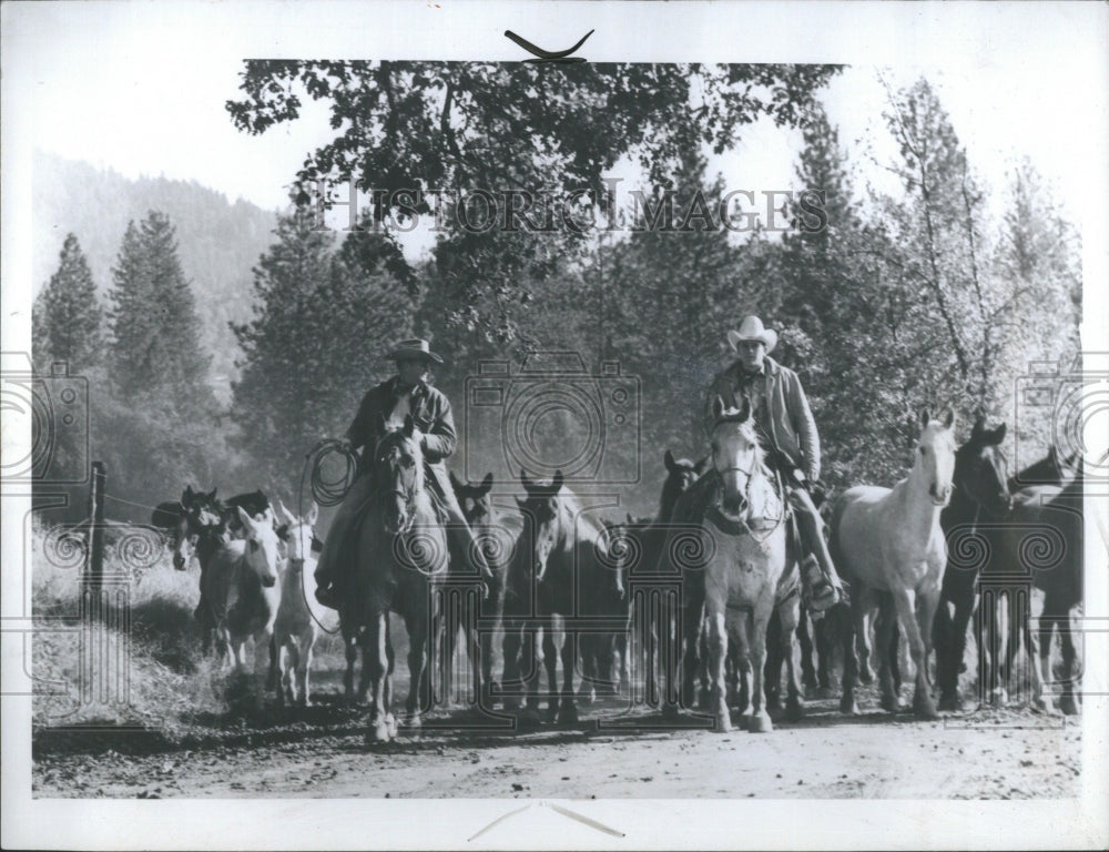 1970 Press Photo cowboy animal herder