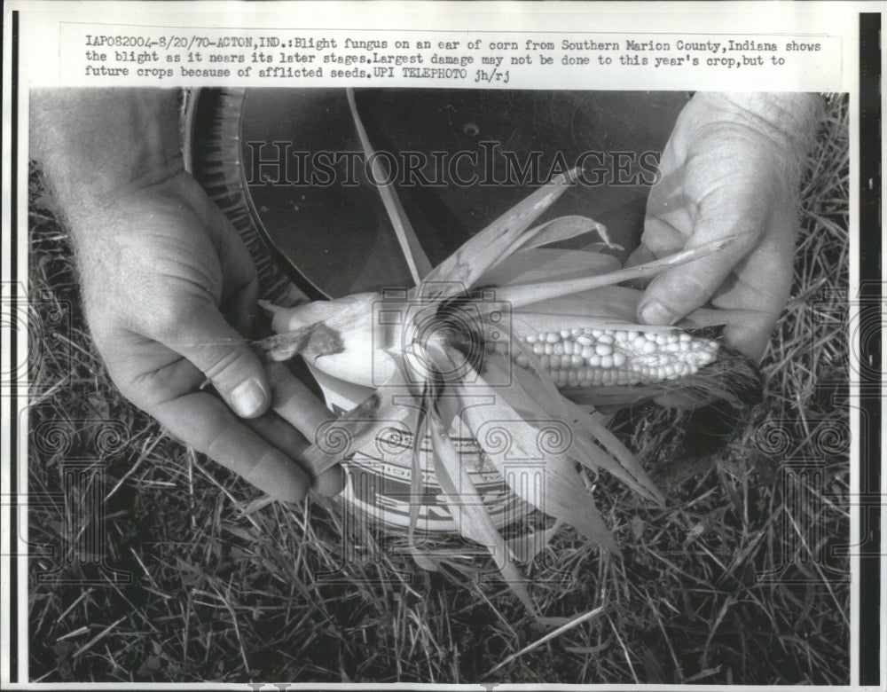 1970 Press Photo English-Speaking Countries Corn Maize