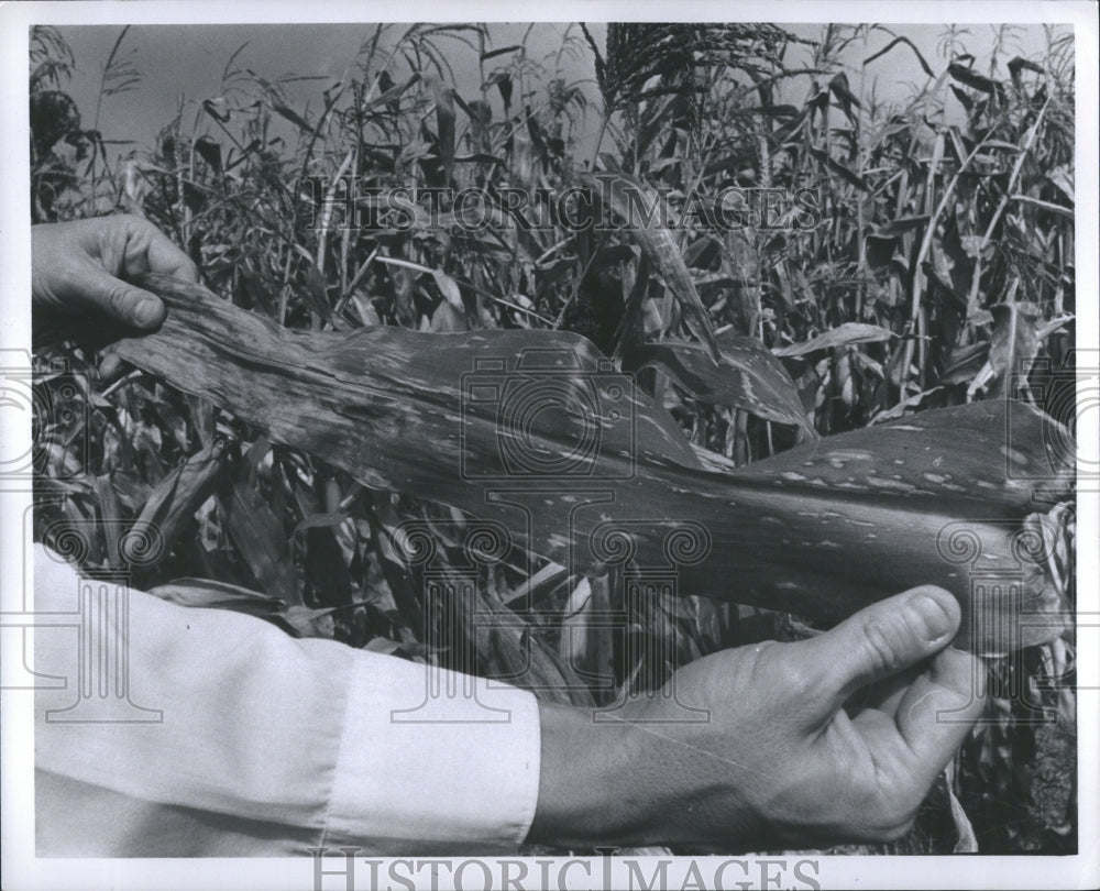 1970 Press Photo Corn Leaves Bred Ford Testing Corn