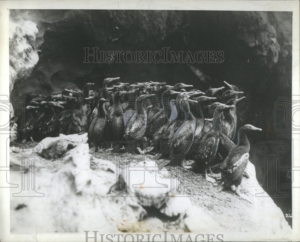 1930 Press Photo Cormorants Birds Grounds Rocks