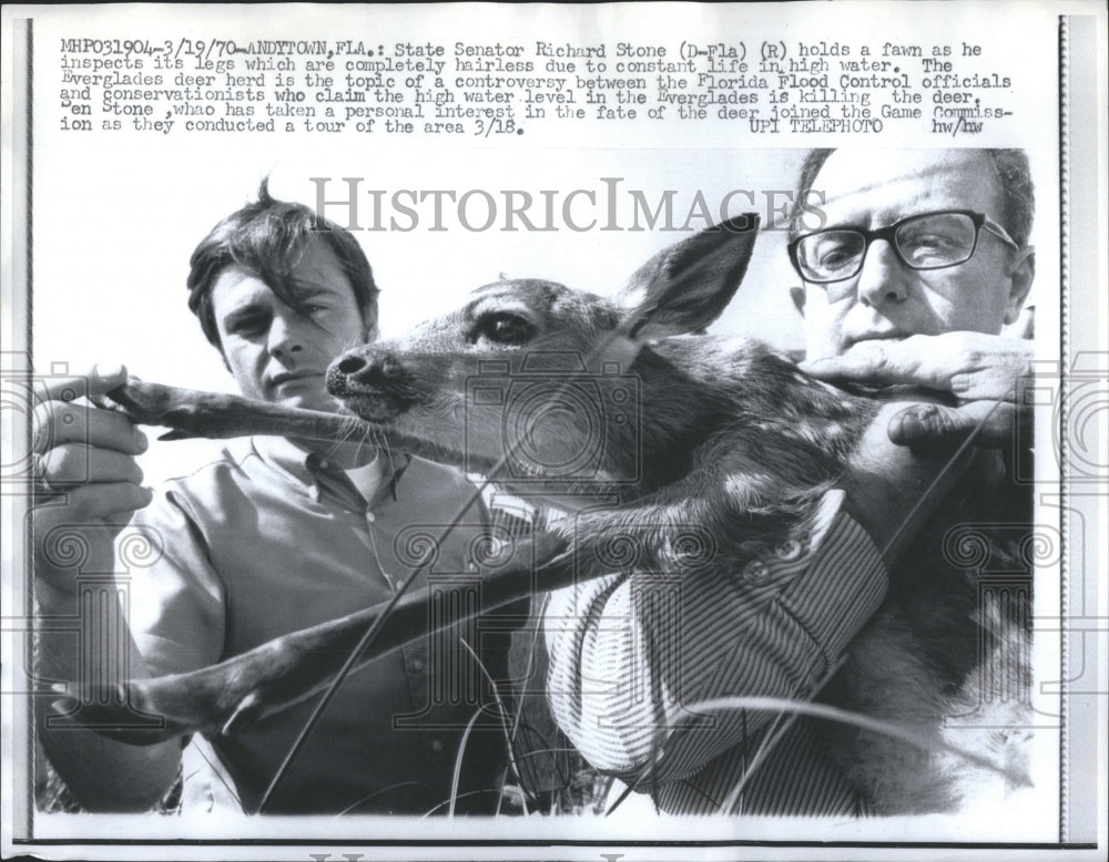 1970 Press Photo Senator inspects fawn legs.