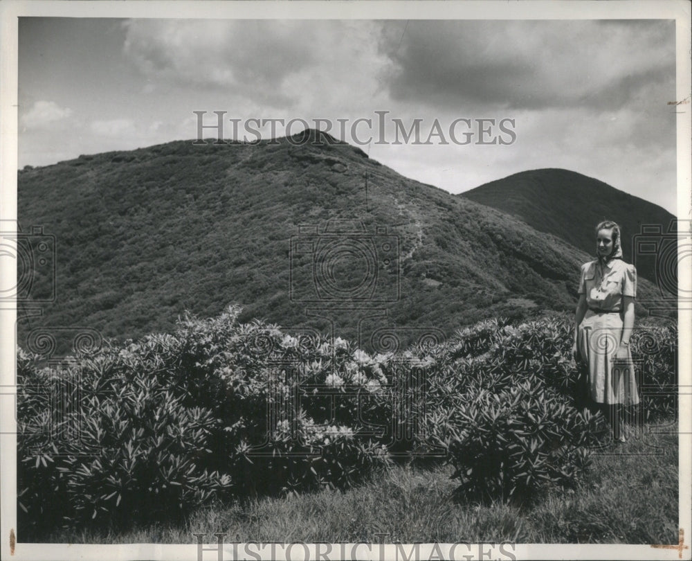 1944 Press Photo Rhododendron Hells Craggy Garden Mount