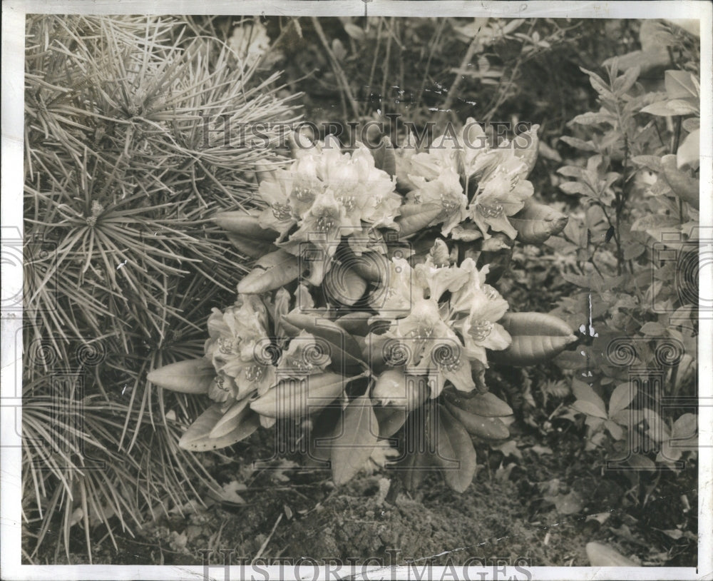 1942 Press Photo Mrs Melvina M Angell Mkododendrons Gar