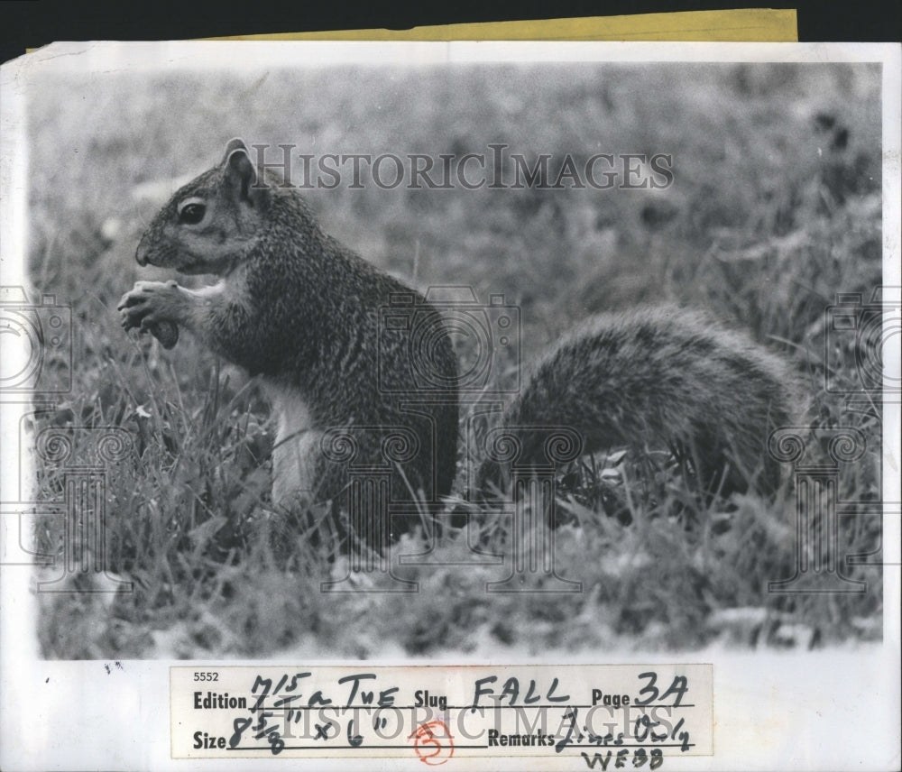 1975 Press Photo Squirrel Large Family Small Australia