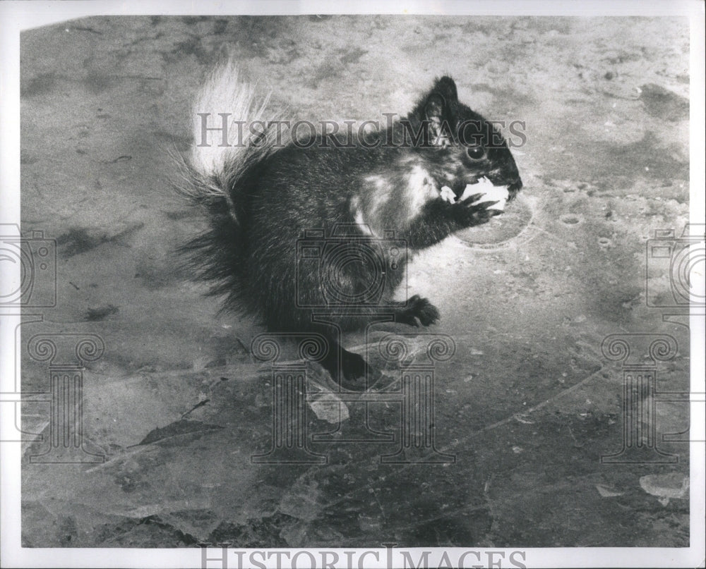 1971 Press Photo Black Squirrel Eating