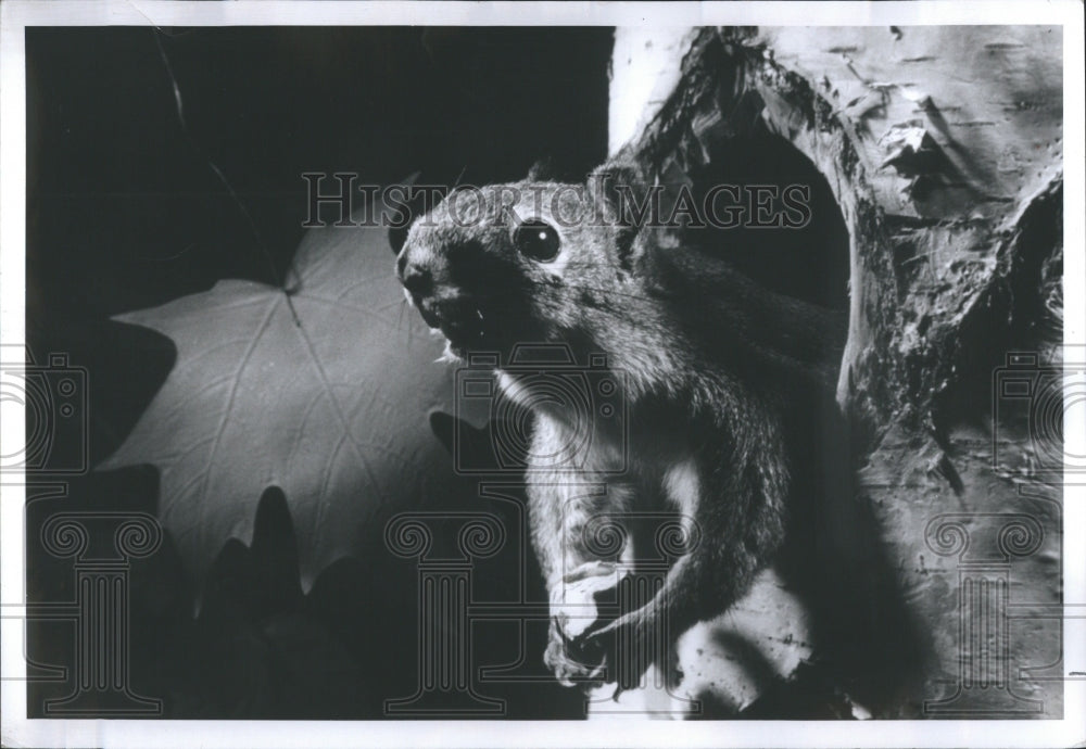 1966 Press Photo Squirrel peeps through tree