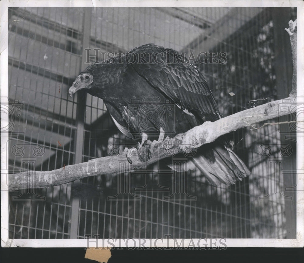 1952 Press Photo Turkey Buzzard Captivity Perched