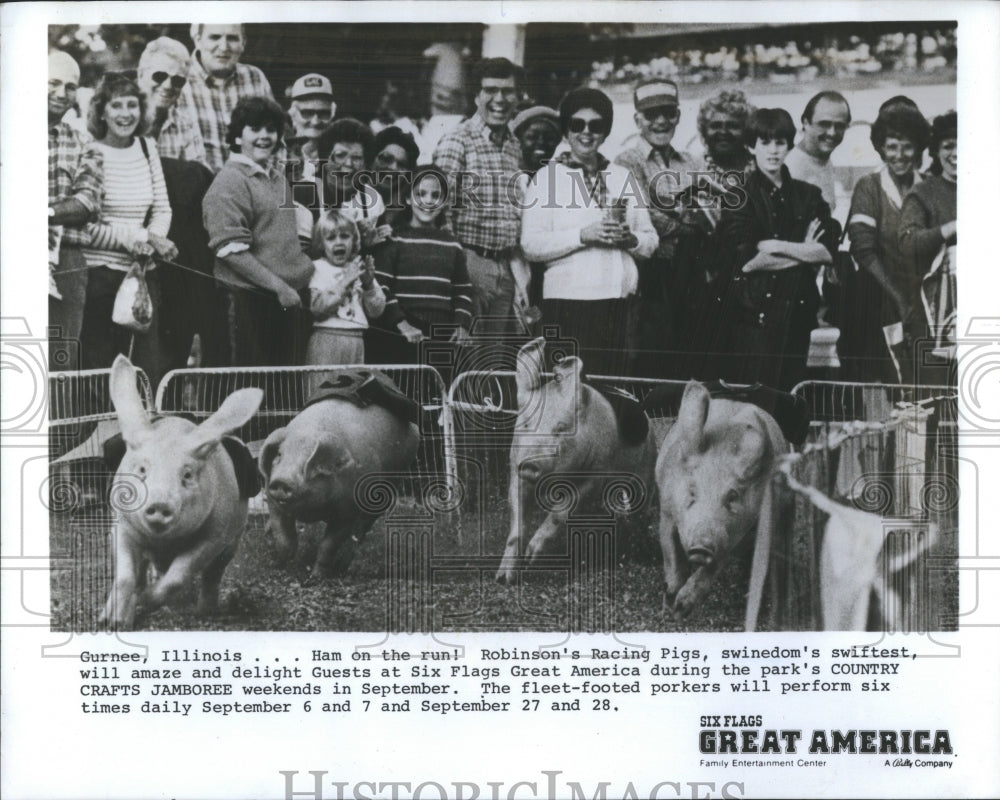 1986 Press Photo Great America Robinsons Racing Pigs