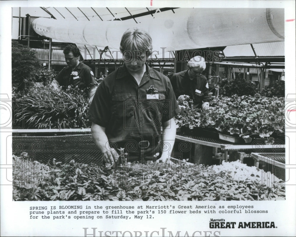 1984 Press Photo Marriot&#39;s Great America employees prun