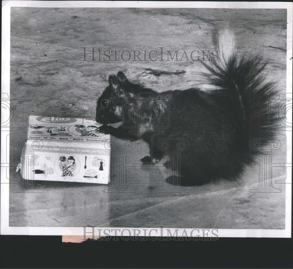 1971 Press Photo Black Squirrel Eastern Grey Squirrel