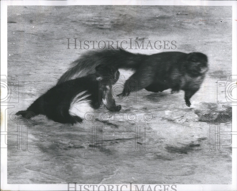 1971 Press Photo Black squirrel Eastern Grey Squirrel.