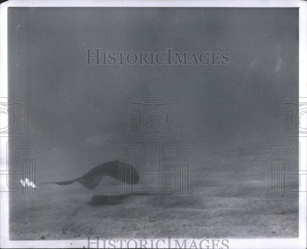 1962 Press Photo Fish Gill Aquatic Vertebrate Bony