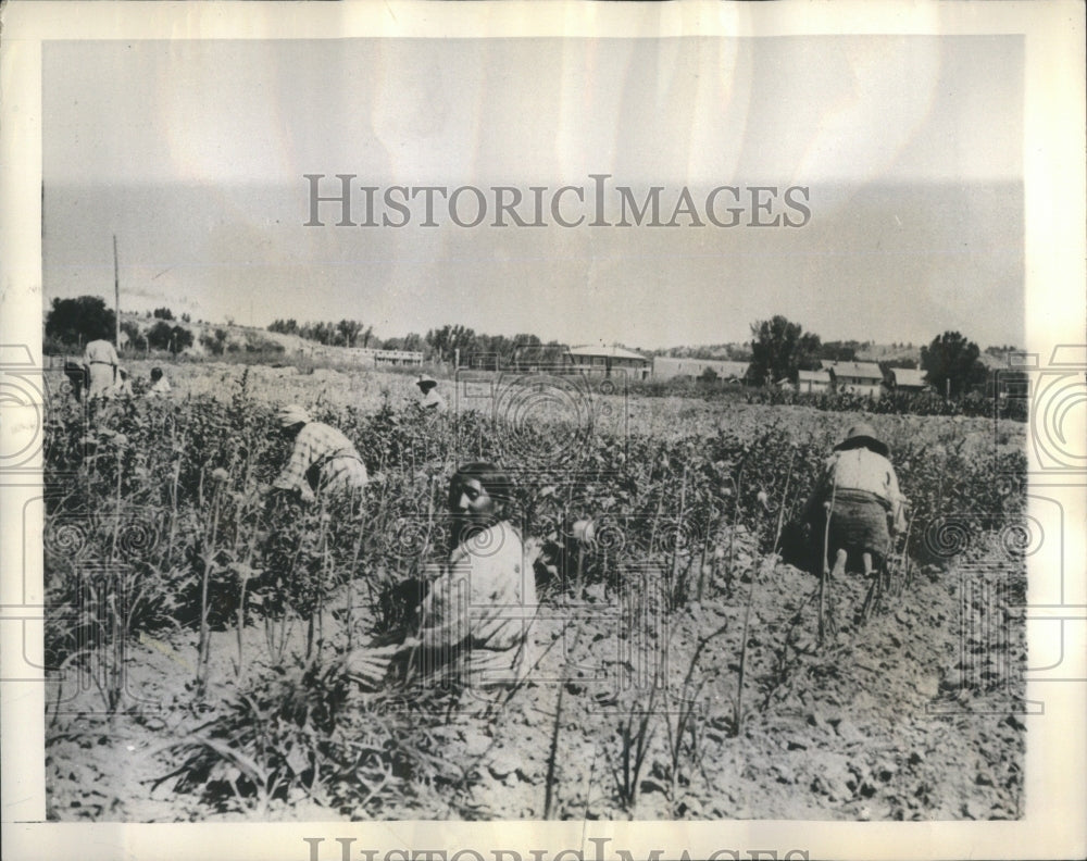 1943 Press Photo Squaws in big community garden