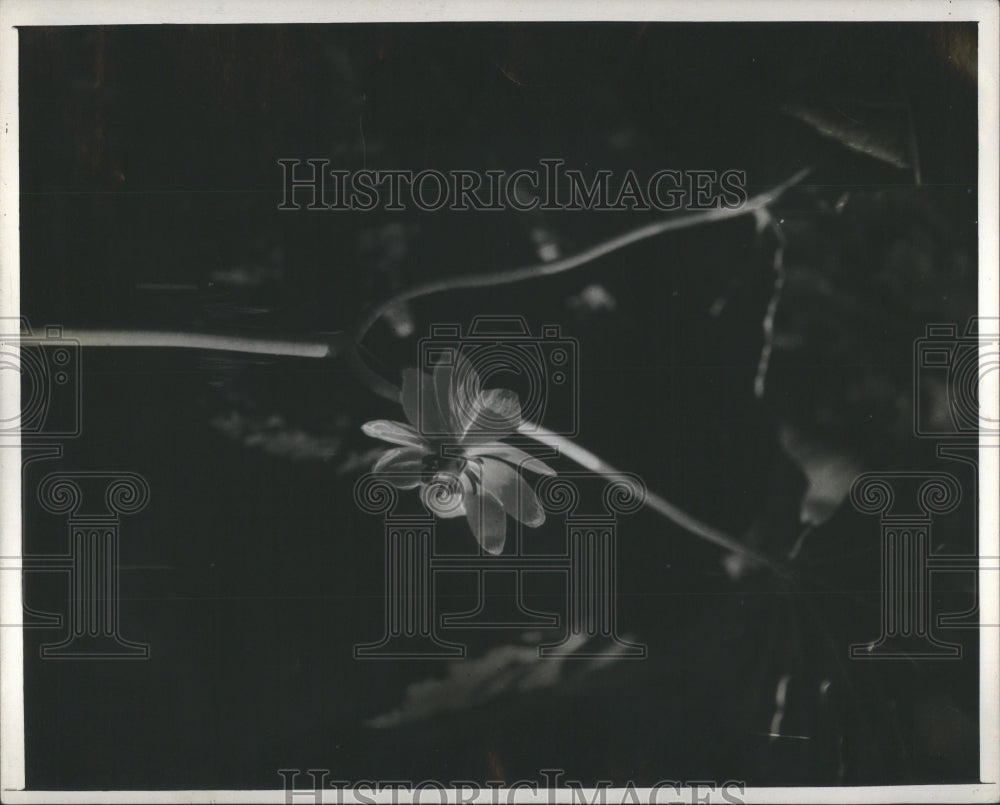 1944 Press Photo May Apple Flower