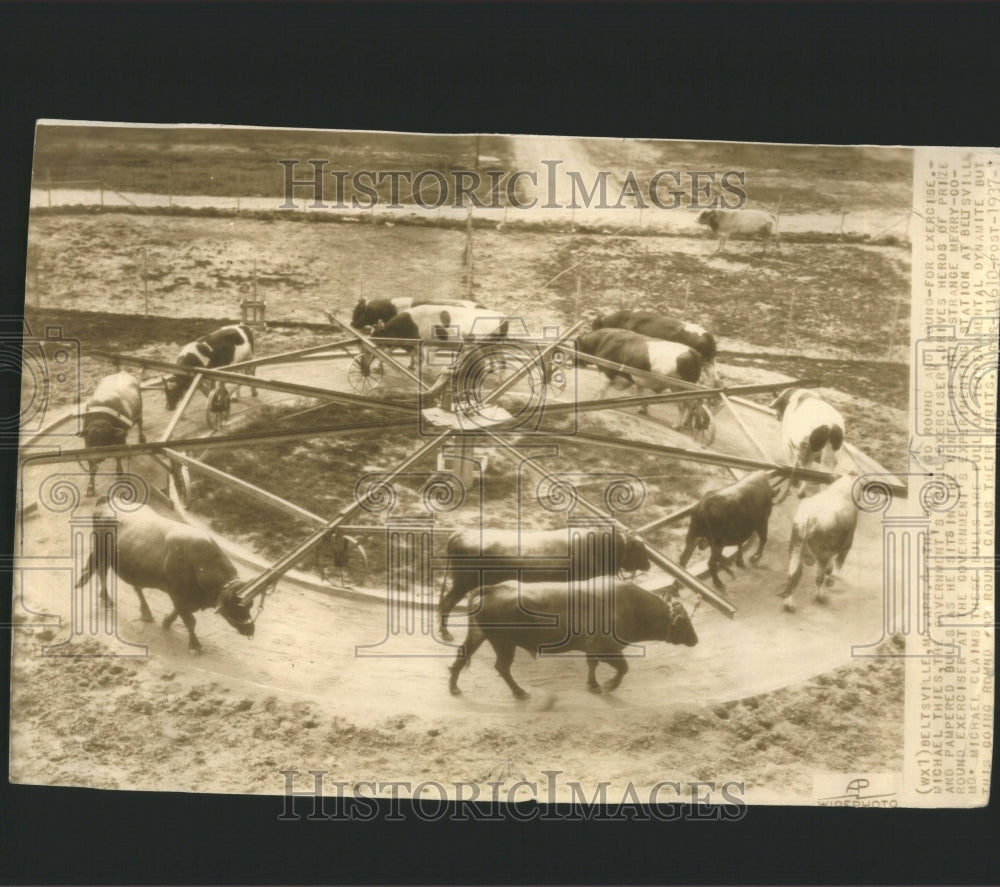 1937 Press Photo Bulls Round and Round Exercise