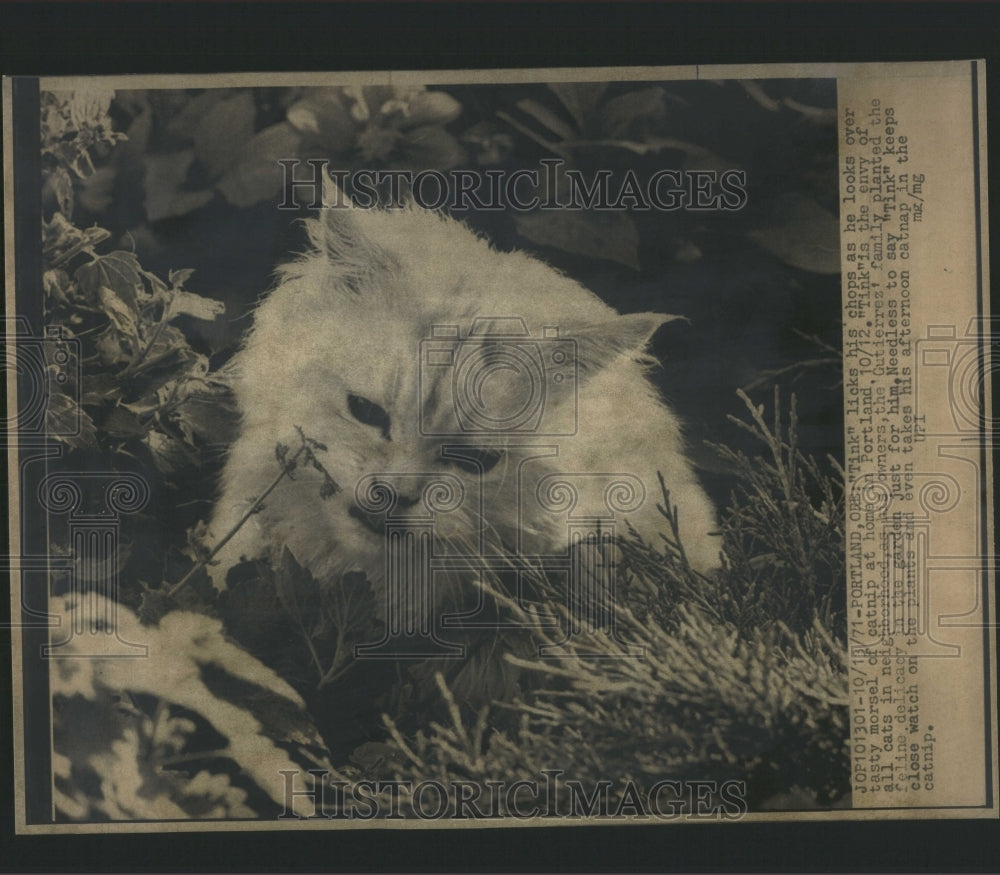 1971 Press Photo Tink Envy Cats Gutierrez Portland Ore